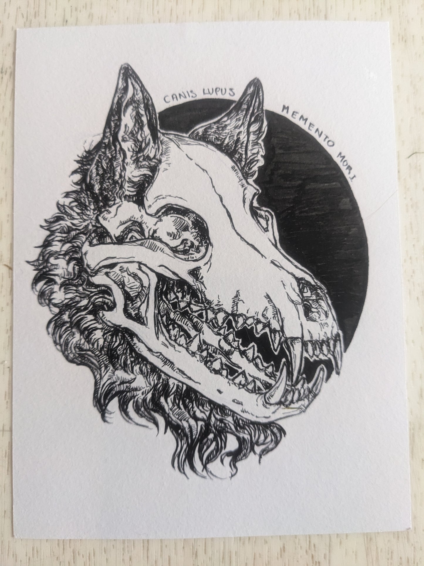 Canis Lupus