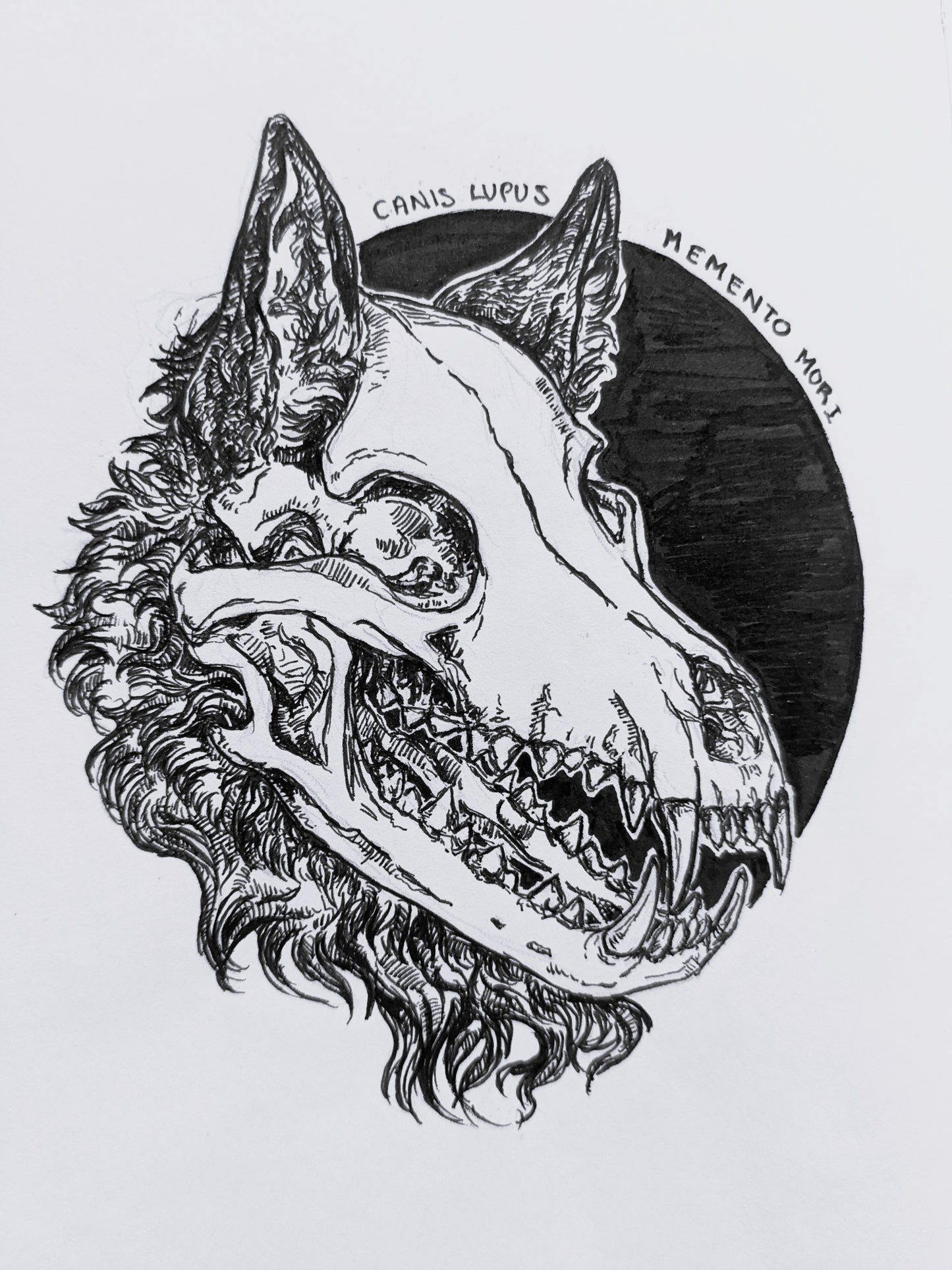 Canis Lupus