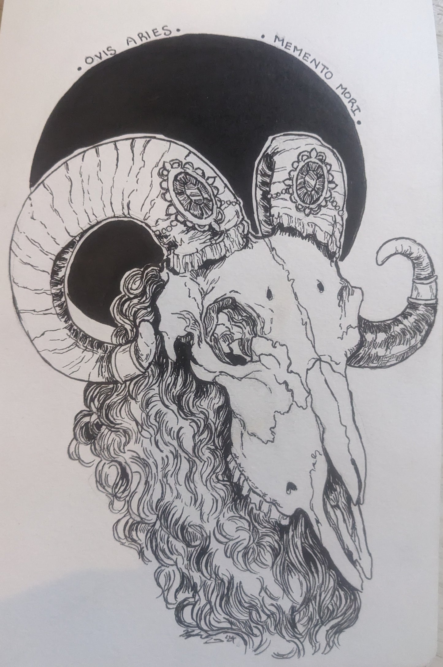 Ovis Aries