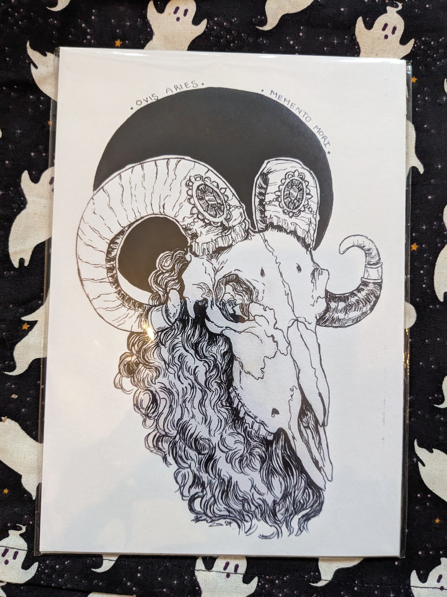 Ovis Aries