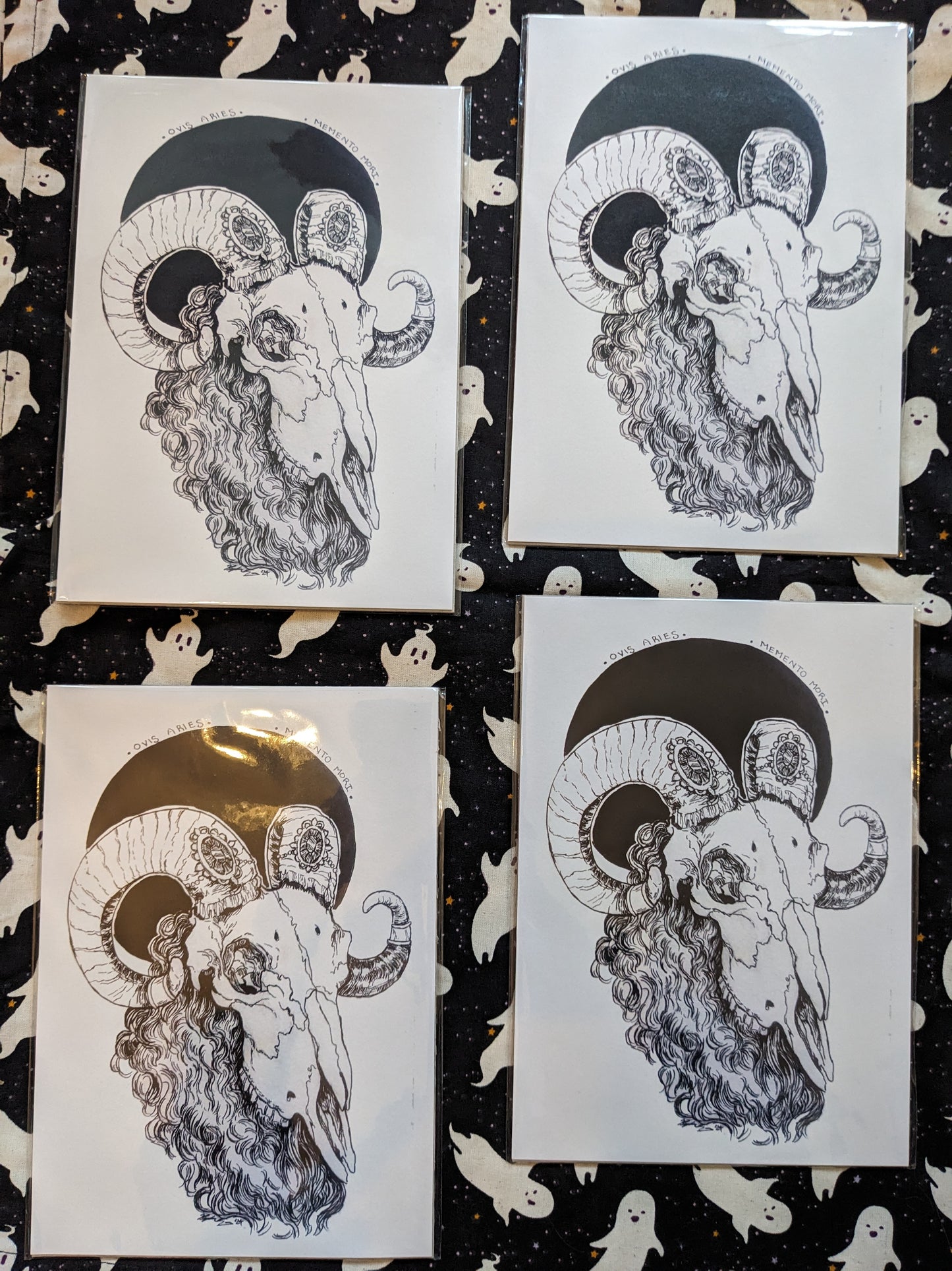 Ovis Aries